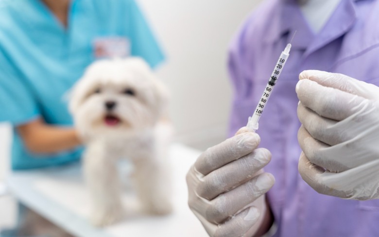 Notícias de Holambra