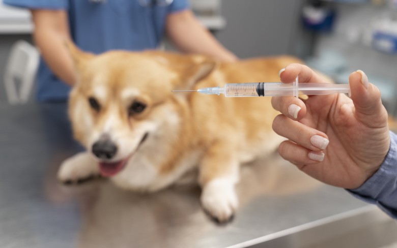 Notícias de Holambra